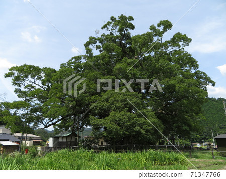 Noma Keyaki, Nose Town, Osaka Prefecture 71347766