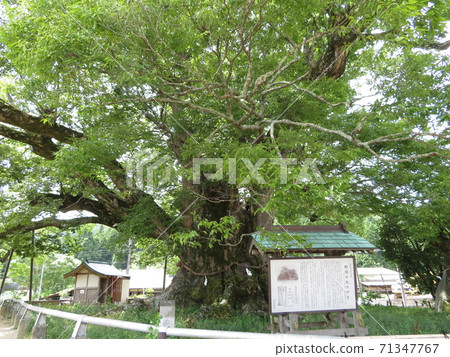 Noma Keyaki, Nose Town, Osaka Prefecture Noma Keyaki, Nose Town, Osaka Prefecture 71347767