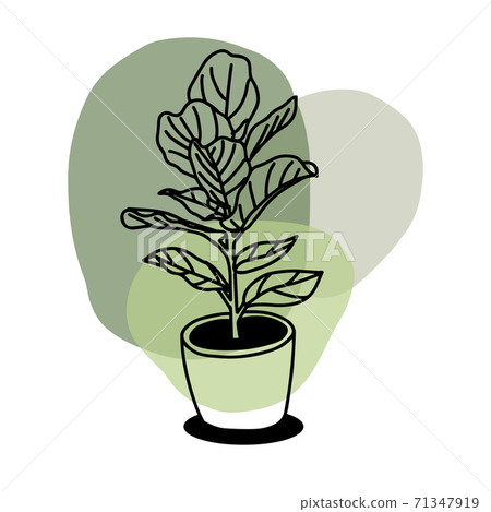houseplant, plant, pot 71347919