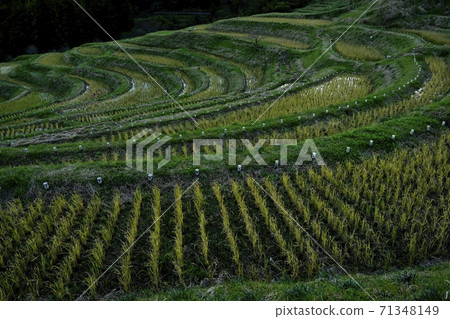 Evening view of Oyama Senmaida in winter 71348149