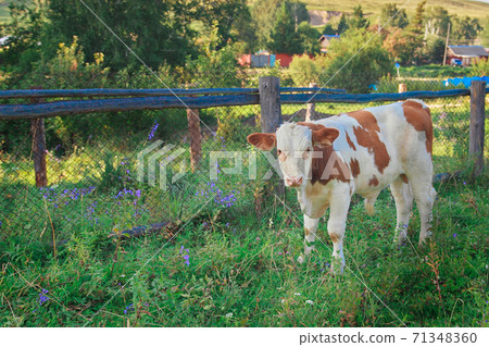 cow grazing on a green meadow. animals close up. Concept of meat products, agriculture, life in nature, organization for the protection of animals. Symbol of the new year 2021: bull cow grazing on a green meadow. animals close up. Concept of meat products, agriculture, life in nature, organization for the protection of animals. Symbol of the new year 2021: bull 71348360