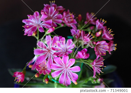 Lewisia子葉 71349001