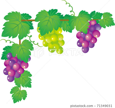 Grape shelf 71349031
