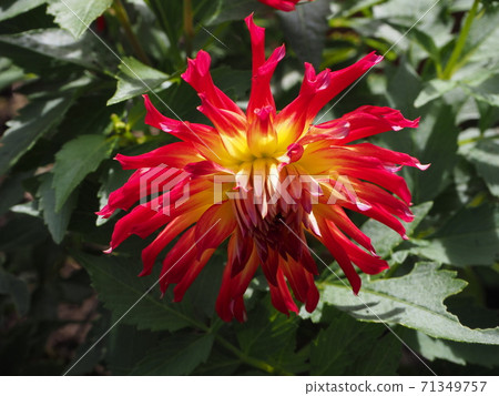 Dahlia Dahlia 71349757