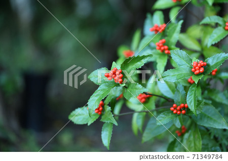 Sri新鮮紅色水果 71349784