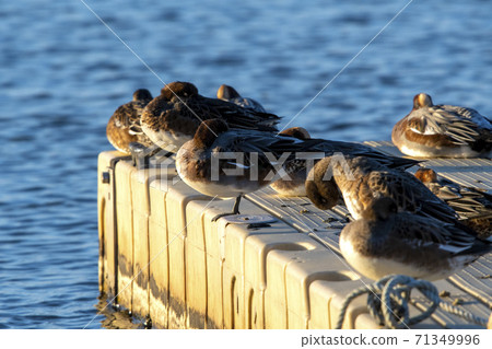 Wigeon in Shibayamagata Wigeon in Shibayamagata 71349996