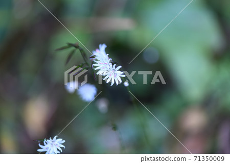 Ainsliaea apiculata (turtle shell white bear) flower 71350009