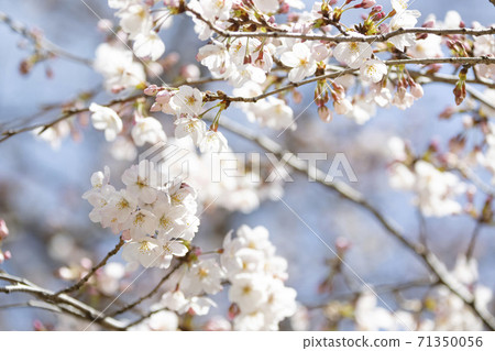 四月盛開的櫻花染井吉野 71350056