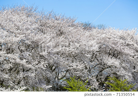 櫻花櫻井吉野盛開在江手宮貢多的河岸上 櫻花櫻井吉野盛開在江手宮貢多的河岸上 71350554