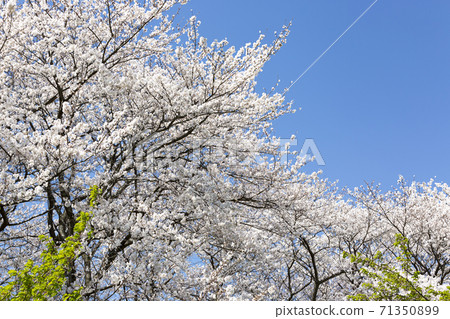 Sakura Somei Yoshino in full bloom at Satte Gongendo Tsutsumi Sakura Somei Yoshino in full bloom at Satte Gongendo Tsutsumi 71350899