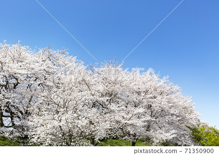 櫻花櫻井吉野盛開在江手宮貢多的河岸上 71350900