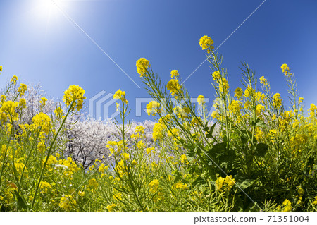 Co-starring Yoshino cherry tree and rape blossoms in full bloom at Satte Gongendo Tsutsumi Co-starring Yoshino cherry tree and rape blossoms in full bloom at Satte Gongendo Tsutsumi 71351004