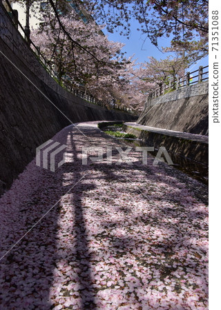 Sakura carpet Sakura carpet 71351088