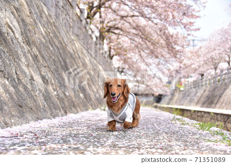 Dax and cherry blossoms Dax and cherry blossoms 71351089