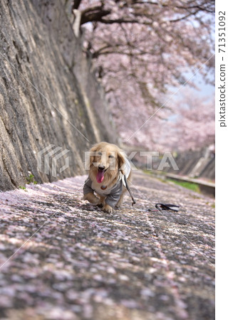 Dax and cherry blossoms Dax and cherry blossoms 71351092
