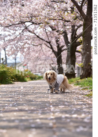 Dax and cherry blossoms Dax and cherry blossoms 71351362