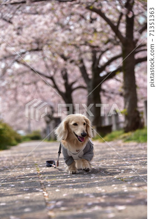 Dax and cherry blossoms Dax and cherry blossoms 71351363