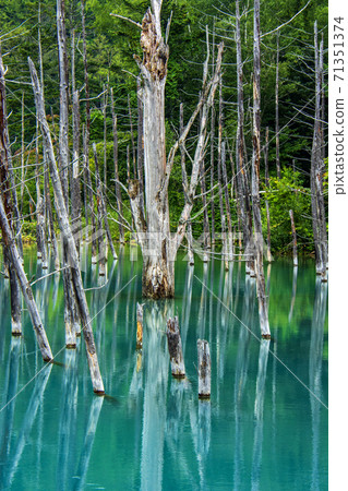 Blue Pond of Biei Hokkaido 71351374