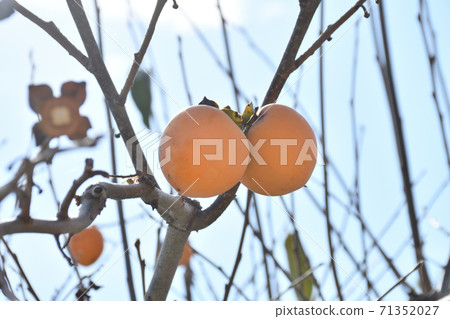 Persimmon tree 71352027