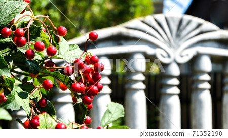 Red currant in the garden. Selective focus. Plitvice Lakes National Park. Copy space Red currant in the garden. Selective focus. Plitvice Lakes National Park. Copy space 71352190