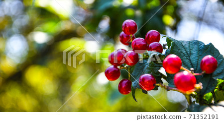 Red currant in the garden. Selective focus. Plitvice Lakes National Park. Copy space Red currant in the garden. Selective focus. Plitvice Lakes National Park. Copy space 71352191