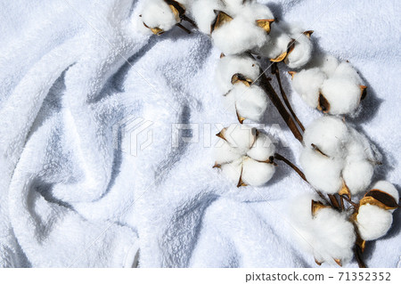 Flat lay Beautiful cotton branch on white fabric top view copy space. Natural cotton fabric texture. Delicate white cotton flowers. 71352352
