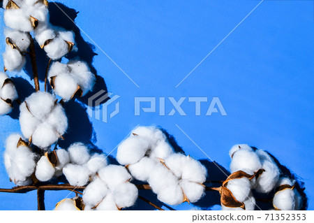 Fluffy cotton flowers on blue background, flat lay. Cotton flower branch with copy space. Top view. Flat lay. Flowers composition. 71352353