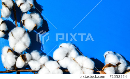 Fluffy cotton flowers on blue background, flat lay. Cotton flower branch with copy space. Top view. Flat lay. Flowers composition. 71352354
