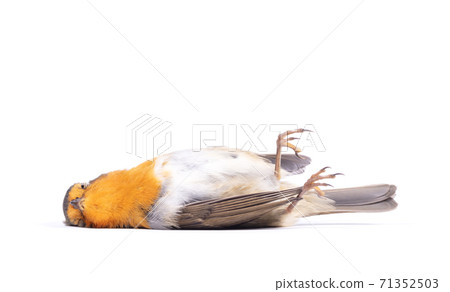 Dead robin red breast bird Dead robin red breast bird 71352503