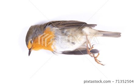 Dead robin red breast bird Dead robin red breast bird 71352504