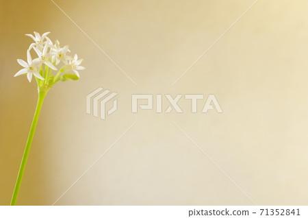 Turbakia香水 71352841