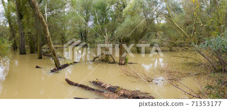 Flooded riparian forest with tree trunks floating on high water Flooded riparian forest with tree trunks floating on high water 71353177