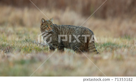 European wildcat standing on field in autumn nature 71353182