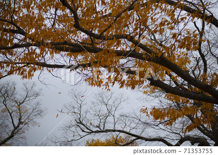 忠北歌山郡貢林寺 71353755