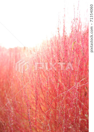 Kokia_Hokigi_Yori 5 71354060