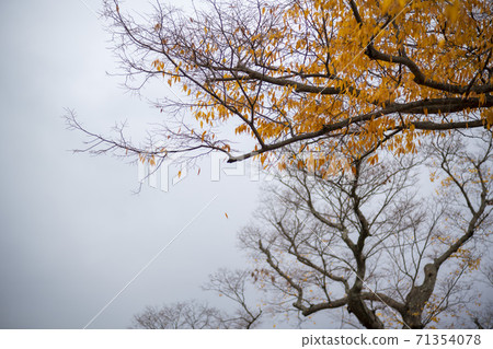 忠北歌山郡貢林寺 71354078
