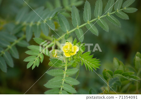 Tribulus terrestris, crude drug name: Shitsurishi, scientific name: Tribulus terrestris Linne, Japan Tribulus terrestris, crude drug name: Shitsurishi, scientific name: Tribulus terrestris Linne, Japan 71354091