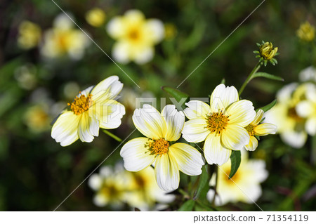 冬季宇宙 冬季宇宙 71354119