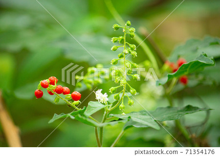 White flowers and red fruits of juz coral (beaded coral), scientific name: Rivina humilis Rivina laev White flowers and red fruits of juz coral (beaded coral), scientific name: Rivina humilis Rivina laev 71354176