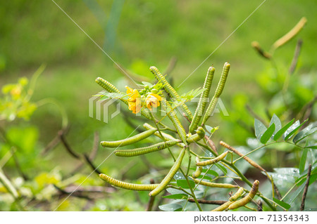 Senna occidentalis (Senna occidentalis), introduced as a folk medicine when bitten by a hub 71354343