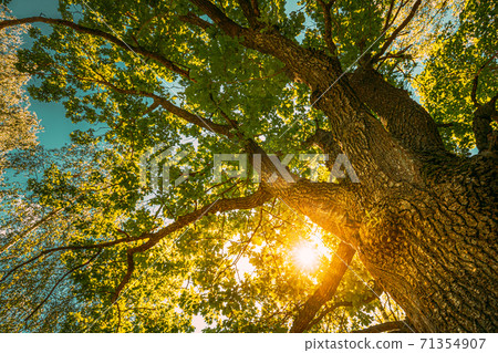 Sunset Sunrise Sun Shining Through Oak Tree Branches In Sunny Summer Forest. Sunlight Sunrays Sunshine Through Tree Canopy 71354907