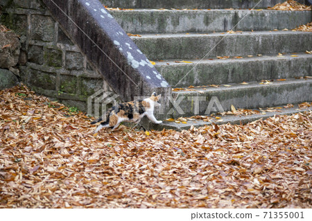 忠北歌山郡貢林寺 忠北歌山郡貢林寺 71355001