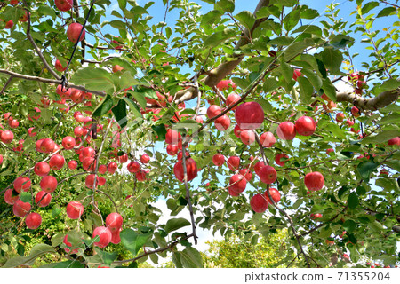 蘋果花園，鮮紅的蘋果，在藍藍的天空中發光，北部的秋天風景，北部的形象 71355204