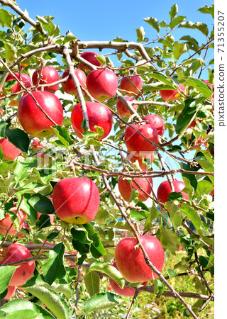 Apple garden, a bright red apple that shines in the blue sky, the autumn scenery of the northern country, the image of the northern country Apple garden, a bright red apple that shines in the blue sky, the autumn scenery of the northern country, the image of the northern country 71355207
