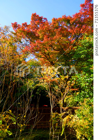 京都市（世界文化遺產），京都，寺廟，秋天，歷史[11月]宇京區霍根寧和天龍寺的風景 71355376