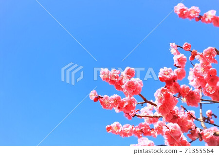 美麗的粉紅色梅花 美麗的粉紅色梅花 71355564