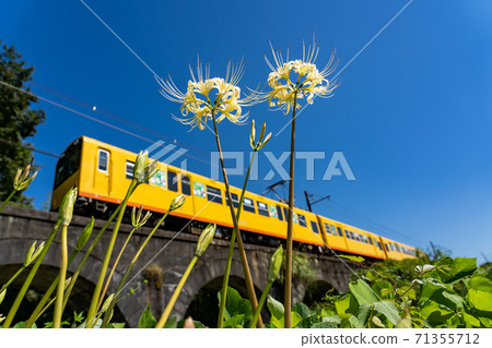 Yellow train and white cluster amaryllis passing through the Megane Bridge on the Hokusei Line in Inabe City, Mie Prefecture 71355712