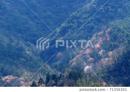 Tottori four seasons walk spring Atagoyama Tottori four seasons walk spring Atagoyama 71356301