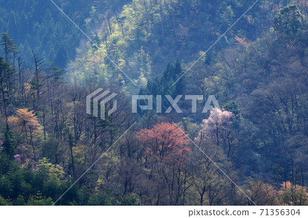 鳥取四個季節步行春天愛宕山 71356304