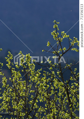 Tottori four seasons walk spring Atagoyama 71356313